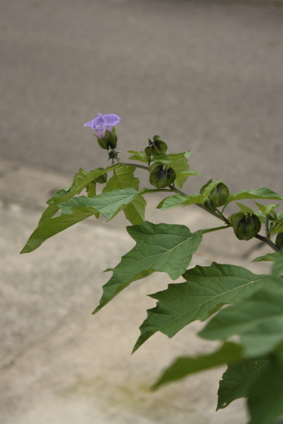 d0001008_8221619.jpg