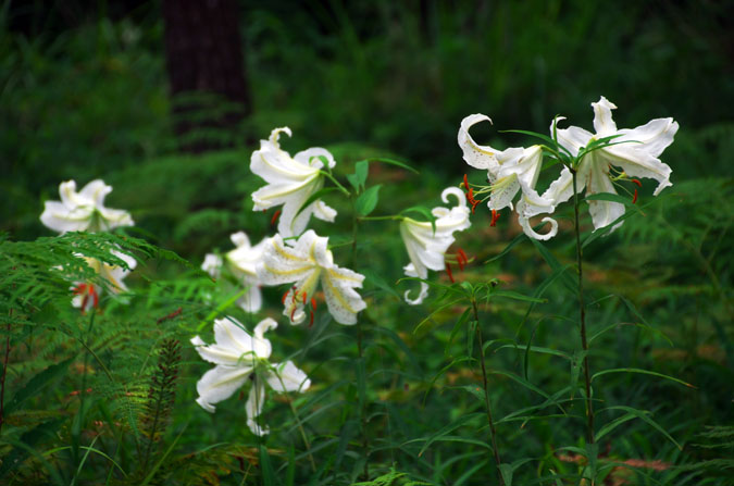 武蔵丘陵森林公園の山百合2_a0263109_13231941.jpg