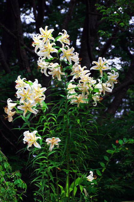 武蔵丘陵森林公園の山百合2_a0263109_13255014.jpg