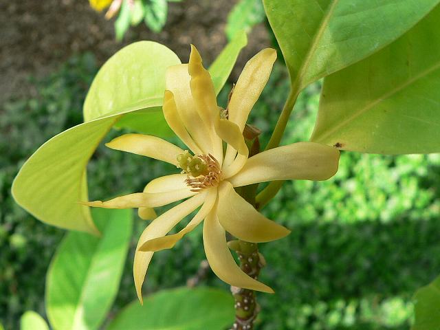②*:ஐモクレン科・濃厚な香りの黄色花*:ஐ【キンコウボク（金