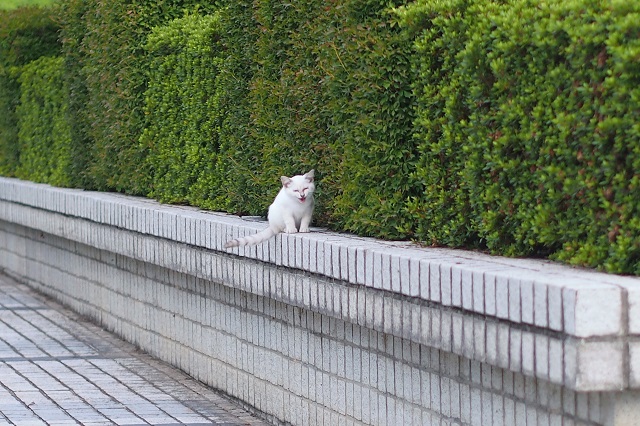 藤岡祇園まつりスナップ _f0214527_958148.jpg