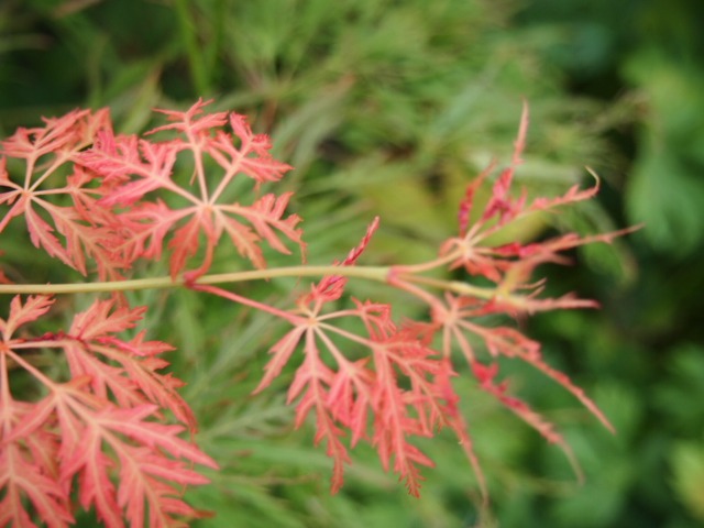 c0117239_10365981.jpg