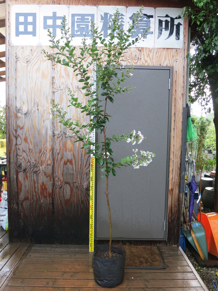 サルスベリ 白 百日紅 販売 画像 写真 価格 値段 庭木 安行 植木