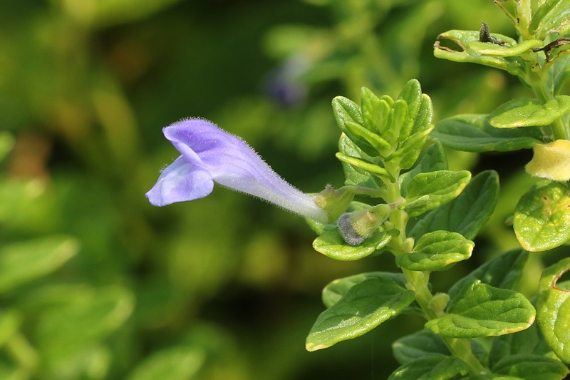 浜の花　ナミキソウ_a0183666_2195996.jpg