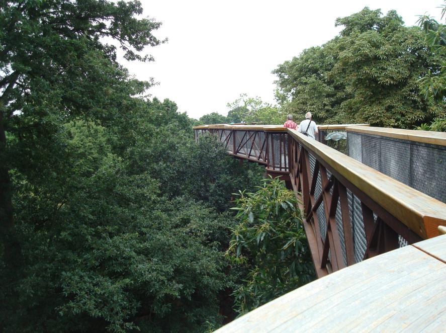 KEW 鳥の目線でツリー・トップ・ウォーク♪_a0123372_12345058.jpg