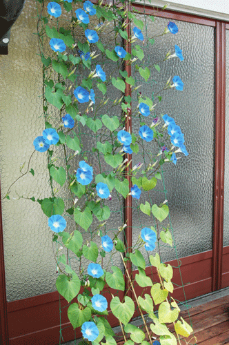 b0249281_20342671.gif