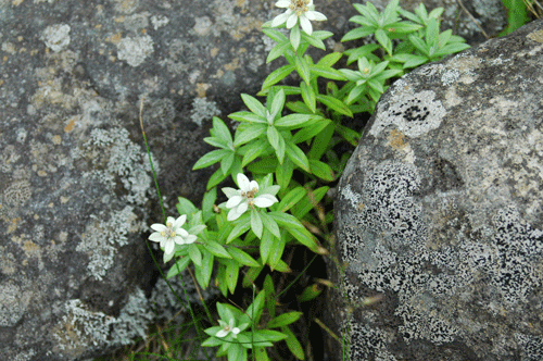 b0249281_20385465.gif