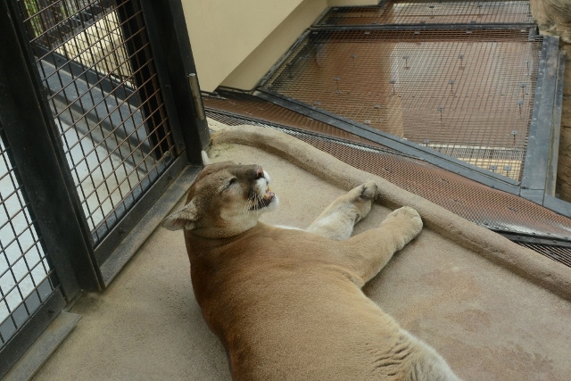 ２０１３年７月　日本平動物園　その４　ゾウさん水浴び_a0052986_0113678.jpg