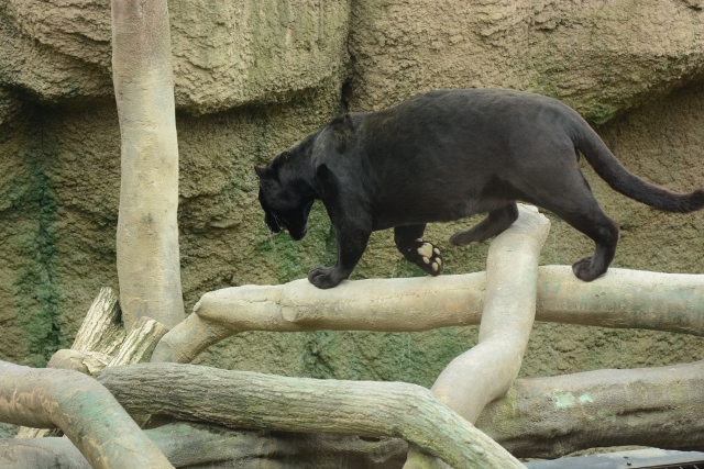 ２０１３年７月　日本平動物園　その４　ゾウさん水浴び_a0052986_0294512.jpg