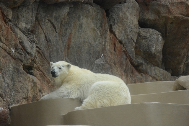 ２０１３年７月　日本平動物園　その４　ゾウさん水浴び_a0052986_0542422.jpg