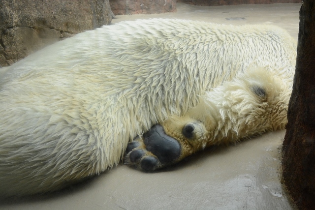 ２０１３年７月　日本平動物園　その４　ゾウさん水浴び_a0052986_0543624.jpg