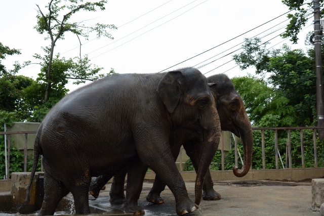 ２０１３年７月　日本平動物園　その４　ゾウさん水浴び_a0052986_122658.jpg