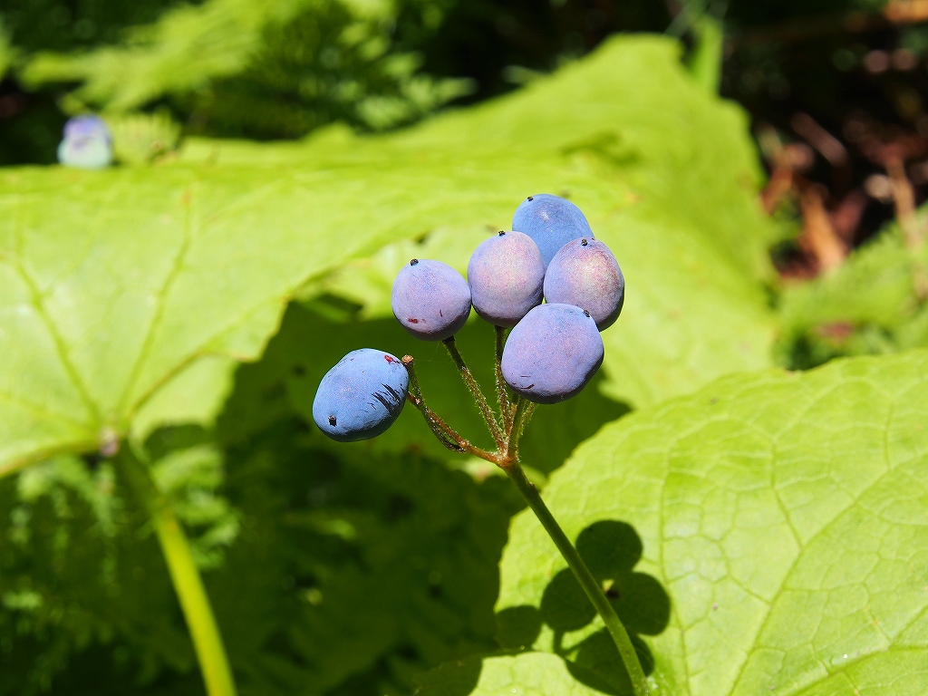 8月2日、天塩岳_f0138096_1415365.jpg