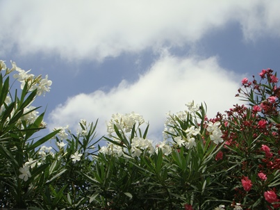 a0167803_9434750.jpg