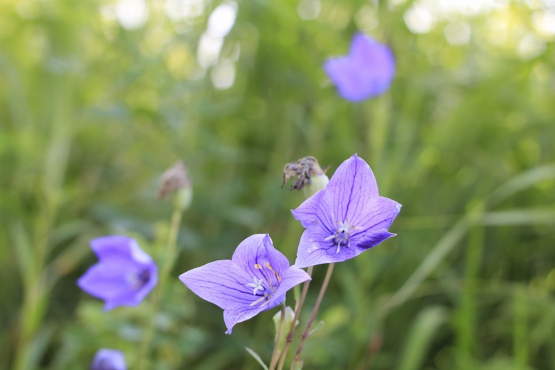 高座山のお花畑_a0188405_5371492.jpg