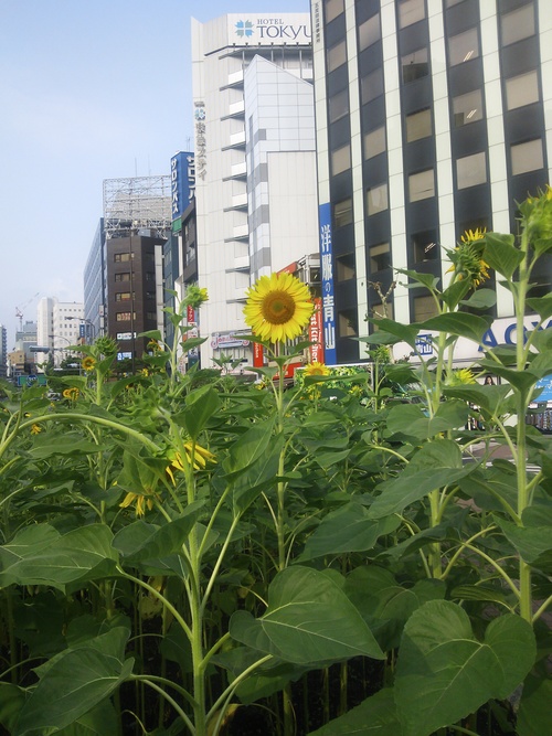 順調のお話_f0192306_205157.jpg