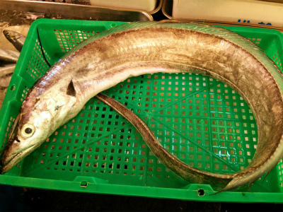大太刀魚!_f0157910_169415.jpg