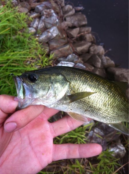 8 5雨山ダム釣行 バス釣り初心者がスピンキャストリールをかっこいいという理由だけで使い倒す