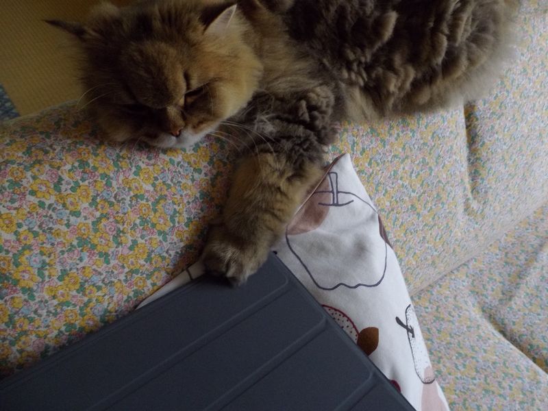 ネコはiPadがキライ?_c0025115_20452848.jpg