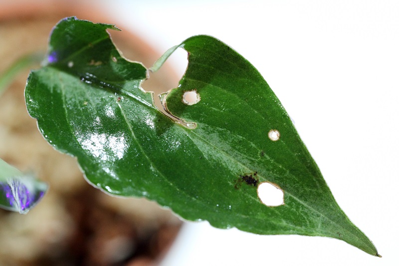 Aglaonema Pictum \"しるば〜らいん\" Aceh Tengah (LA) #1_a0141717_2047186.jpg