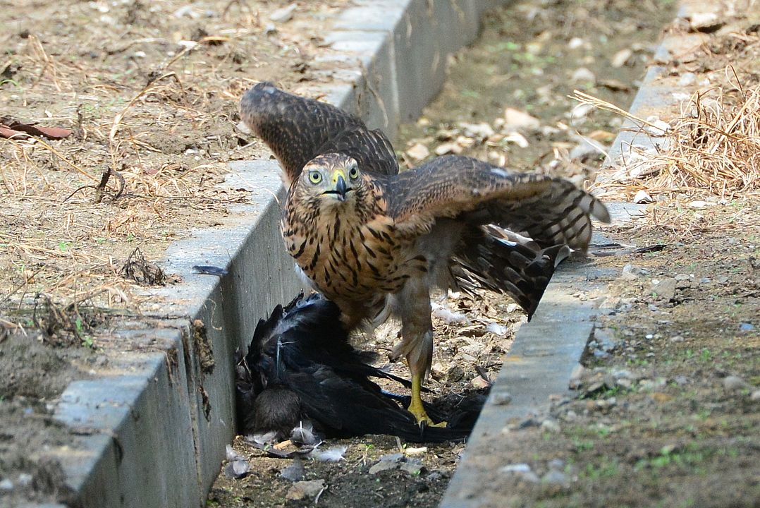 オオタカの若がカラスを狩る（３）・・・いよいよ運び出し_a0031821_1759317.jpg