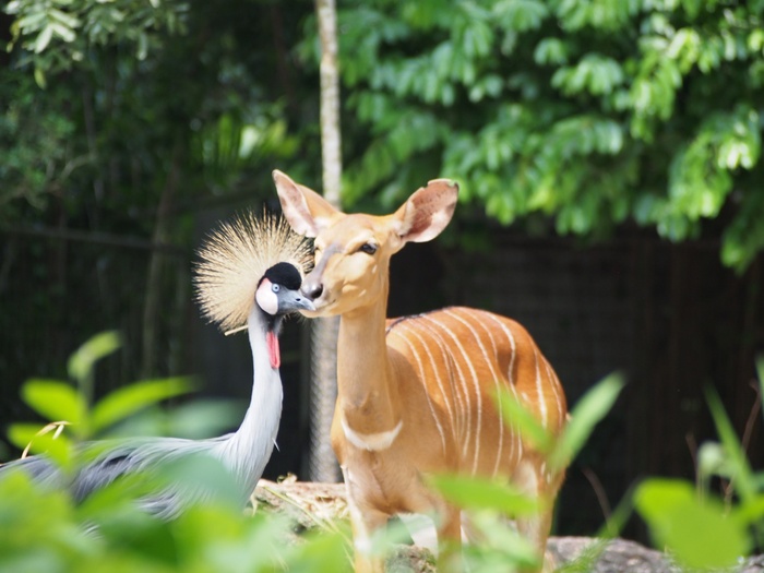 2013 7月　シンガポール(15) シンガポール動物園　ベストショット？_f0062122_21545432.jpg