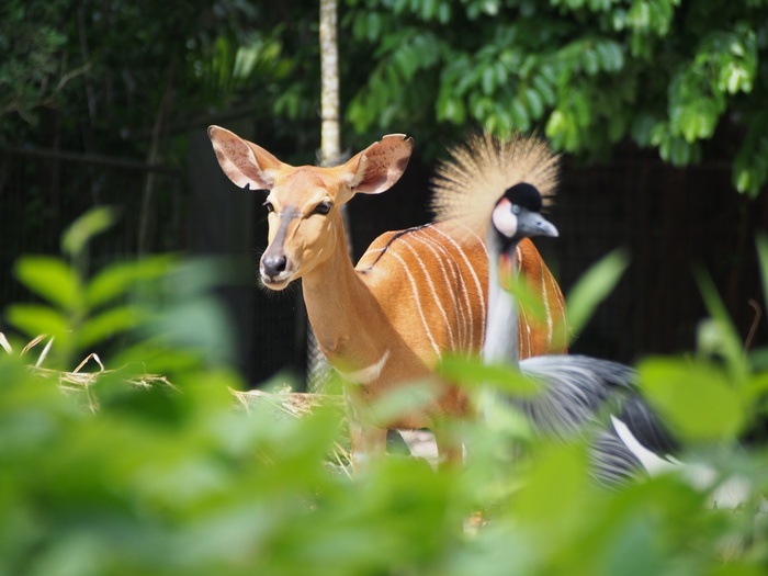 2013 7月　シンガポール(15) シンガポール動物園　ベストショット？_f0062122_2155359.jpg