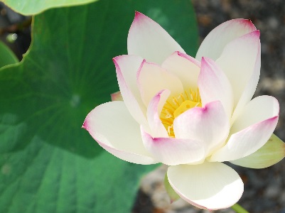 夏の花満開 ~ 勧修寺 (京都) ~_c0235725_15271521.jpg