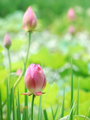 夏の花満開 ~ 勧修寺 (京都) ~_c0235725_15272678.jpg