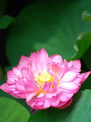 夏の花満開　　　～　勧修寺　（京都）　～_c0235725_15274264.jpg