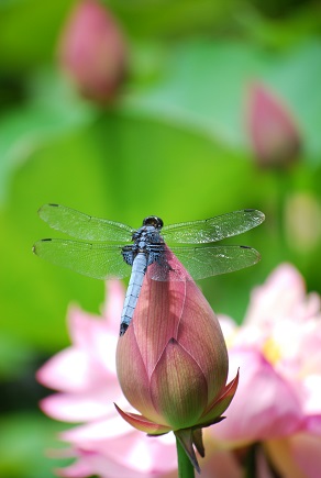 夏の花満開 ~ 勧修寺 (京都) ~_c0235725_1528269.jpg