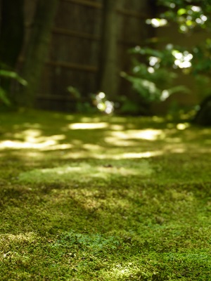 わらびもち ~茶寮 宝泉 (京都)~_c0235725_22391114.jpg