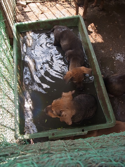 子犬の水遊び_e0007935_144972.jpg