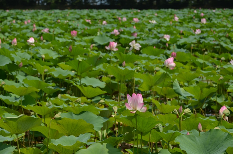 大沢の池　Pond of Oosawa_a0290739_2194377.jpg