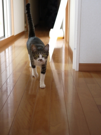 猫のお友だち まめちゃん編。_a0143140_0124989.jpg