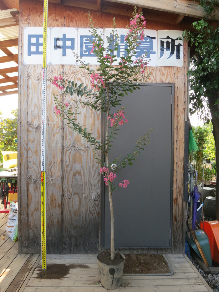 サルスベリ ピンク 百日紅 販売 画像 写真 価格 値段 庭木 安行 植木 シンボルツリー 田中園 Shop Tanakaen Jp Web Magazine