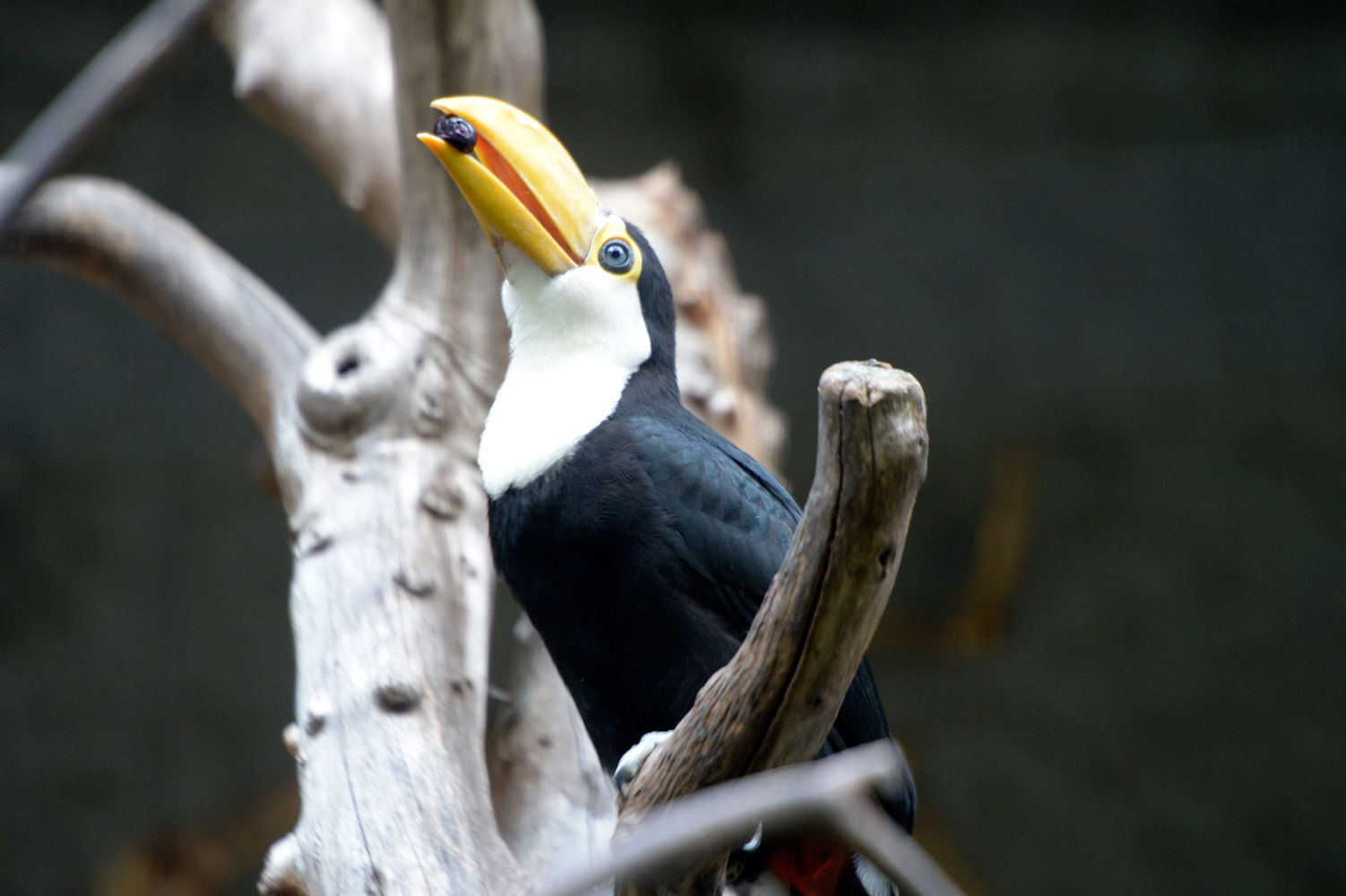 今週のオニオオハシ 動物園へ行こう 今週のオニオオハシ 動物園へ行こう