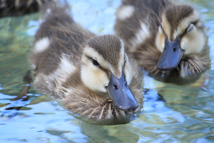 ハワイ旅行記　～カピオラニ公園・ハワイマガモ～_e0309356_1730773.jpg