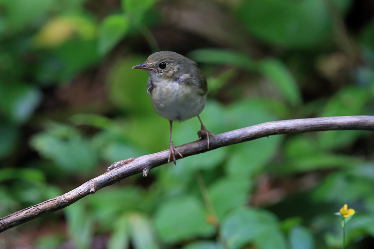 コルリ幼鳥_e0289657_188991.jpg