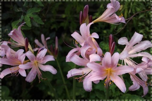 夏の庭に咲くピンク系の花々 ゴーヤジュース やすらぎのマイライフ