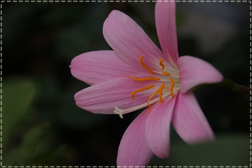 夏の庭に咲くピンク系の花々/ゴーヤジュース_e0139859_1115401.jpg