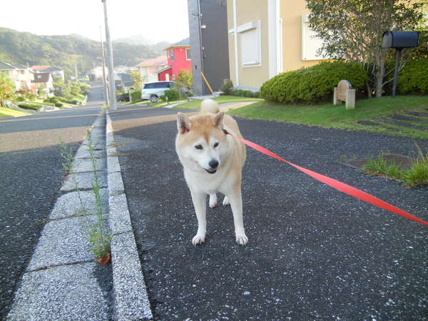 ’１３，８，７（水）今日は勝浦も猛暑です！_f0060461_917526.jpg