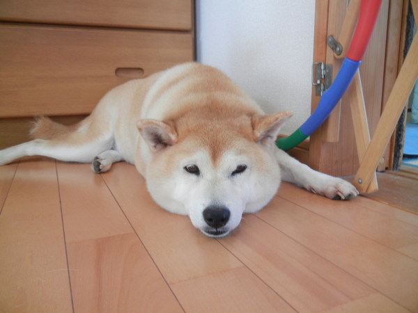 ’13,8,7(水)今日は勝浦も猛暑です!_f0060461_9322445.jpg