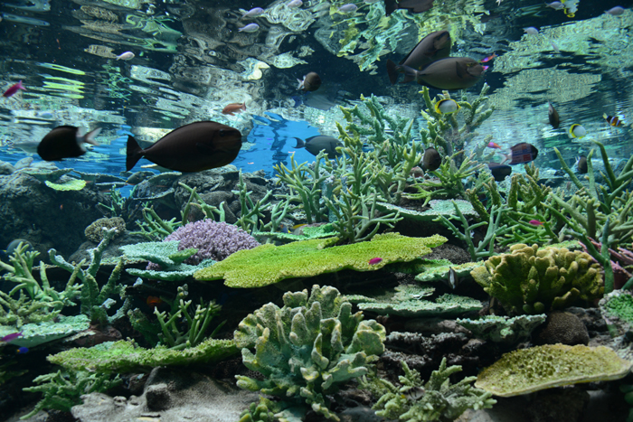 名古屋港水族館_e0171573_0194278.jpg