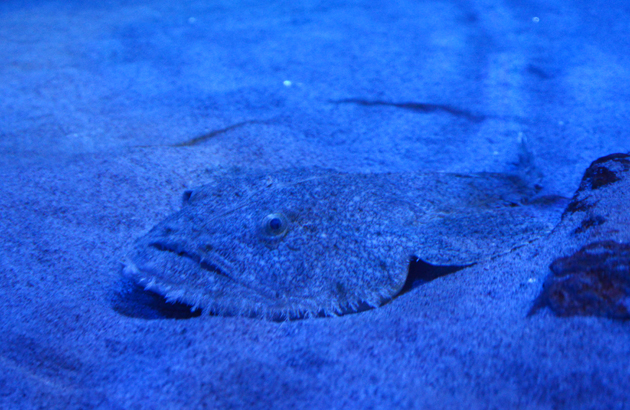 名古屋港水族館_e0171573_0201887.jpg