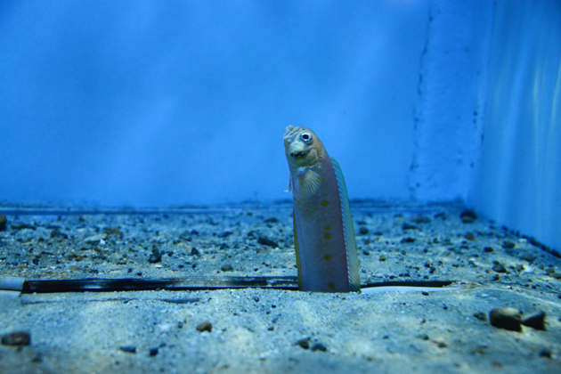 名古屋港水族館_e0171573_0202372.jpg