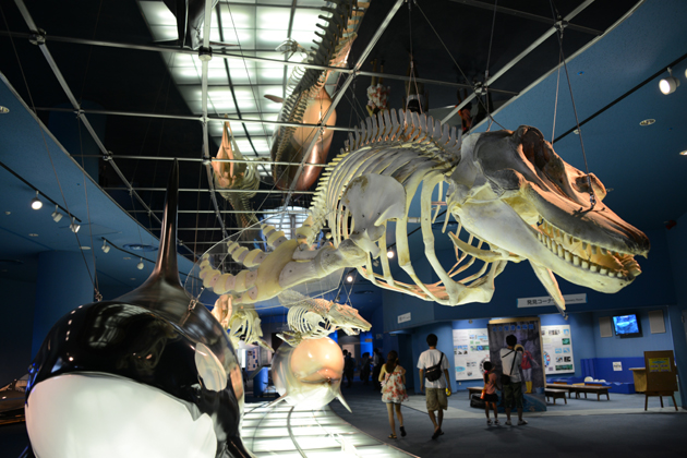 名古屋港水族館_e0171573_0204129.jpg