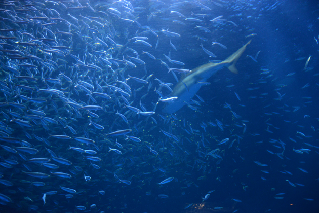 名古屋港水族館_e0171573_021336.jpg