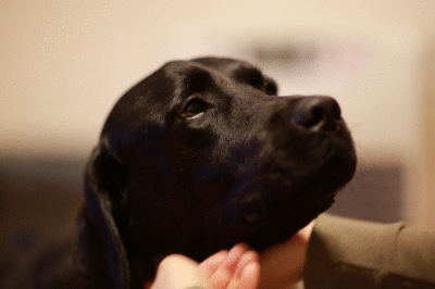 f0037378_21353437.gif