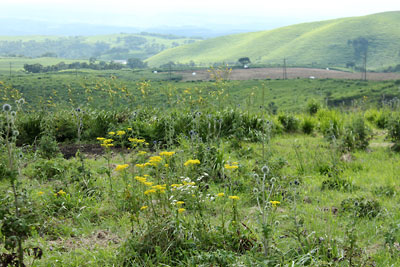 c0152779_1259246.jpg
